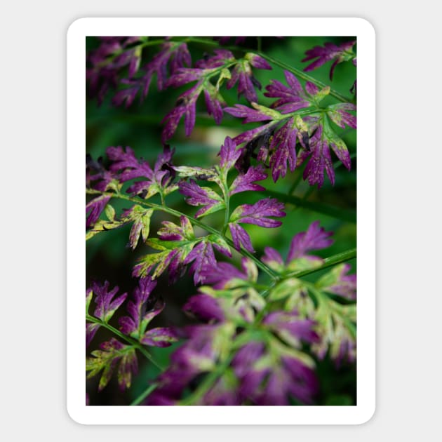 Autumnal purple leaves in the forest Sticker by chiaravisuals